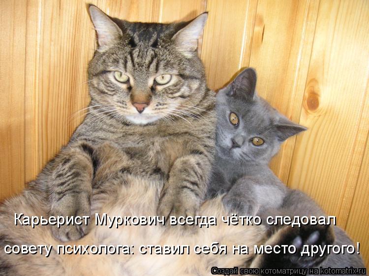 Котоматрица: Карьерист Муркович всегда чётко следовал   совету психолога: ставил себя на место другого!