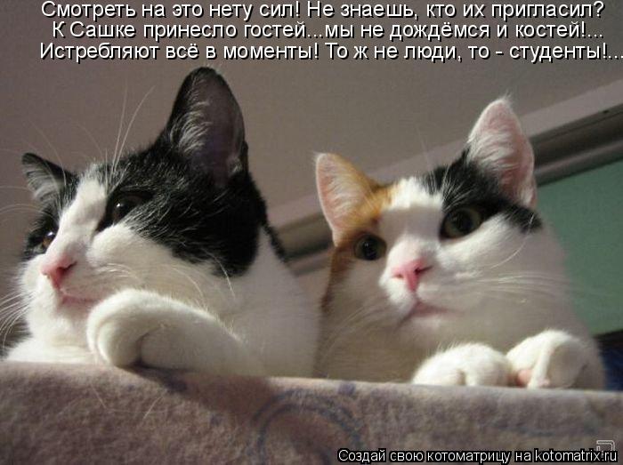 Смотреть на это нету сил! Не знаешь, кто их пригласил? К Сашке принесло гостей...мы не дождёмся и кос... Котоматрица: Смотреть на это нету сил! Не знаешь, кто их пригласил? К Сашке принесло гостей...мы не дождёмся и костей!... Истребляют всё в моменты! То ж не лю