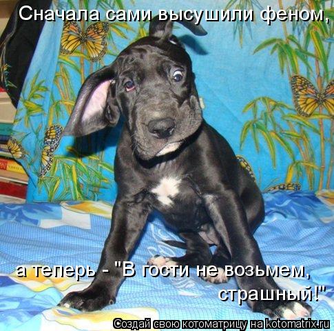 Сначала сами высушили феном, а теперь - "В гости не возьмем, страшный!"... Котоматрица: Сначала сами высушили феном, а теперь - "В гости не возьмем, страшный!"