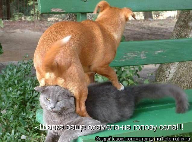 - Шавка ваще охамела-на голову села!!!... Котоматрица: - Шавка ваще охамела-на голову села!!!