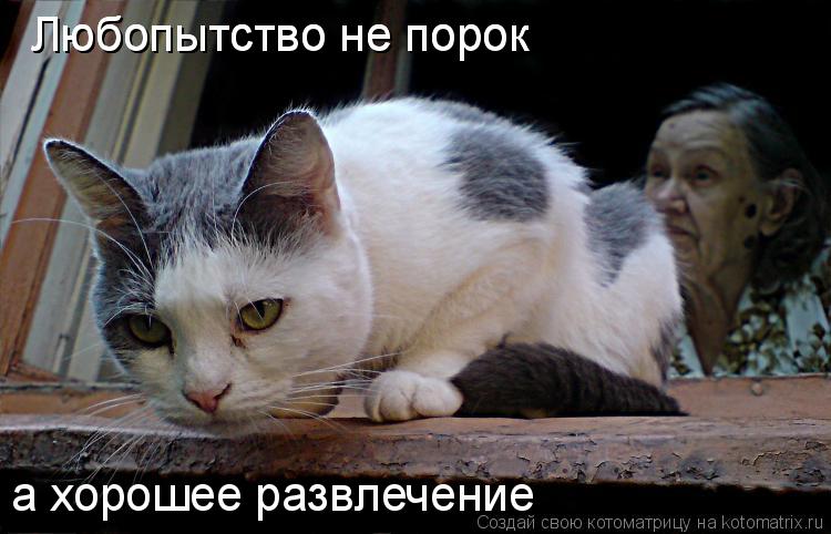 Любопытство не порок Любопытство не порок а хорошее развлечение... Котоматрица: Любопытство не порок Любопытство не порок а хорошее развлечение