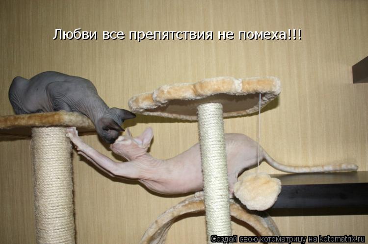 Любви все препятствия не помеха!!!... Котоматрица: Любви все препятствия не помеха!!!