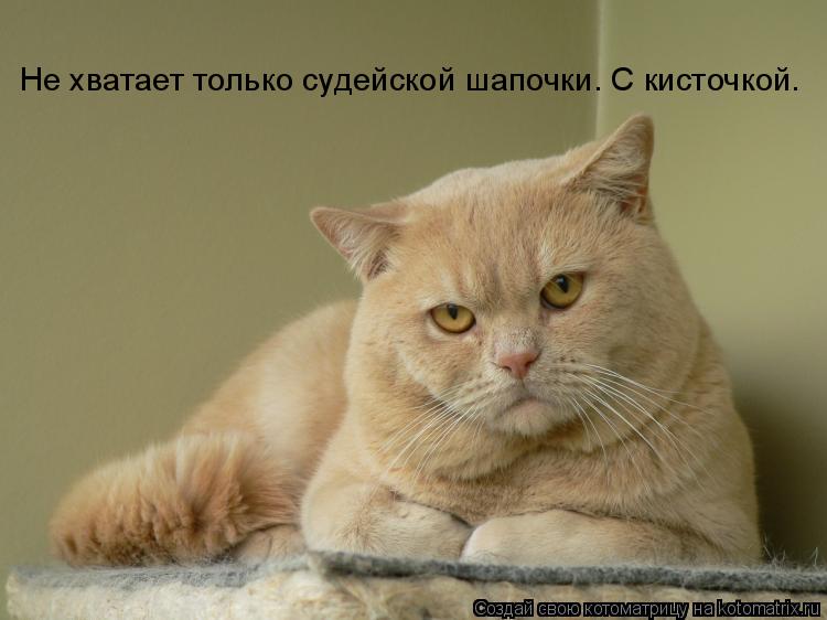 Не хватает только судейской шапочки. С кисточкой.... Котоматрица: Не хватает только судейской шапочки. С кисточкой.