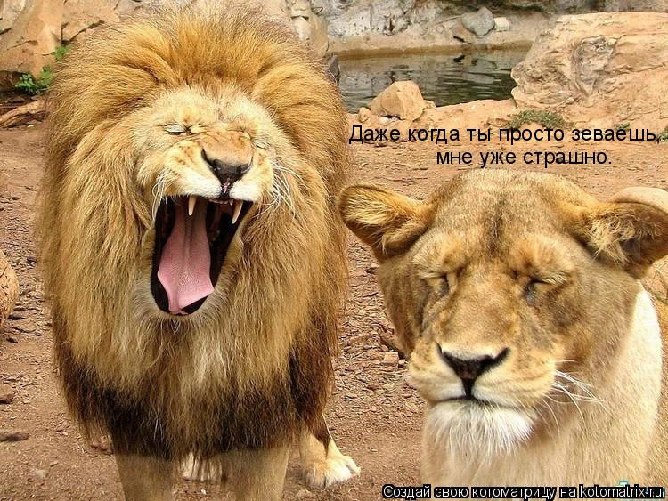 Котоматрица: Даже когда ты просто зеваешь, мне уже страшно.