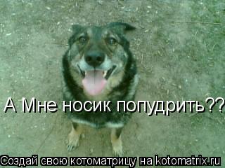 А Мне носик попудрить????... Котоматрица: А Мне носик попудрить????