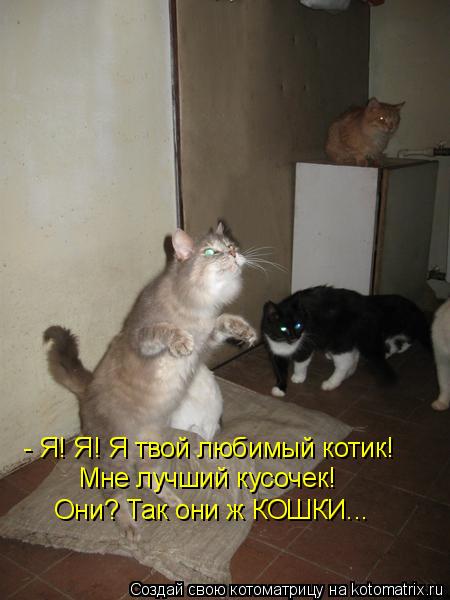 - Я! Я! Я твой любимый котик! Мне лучший кусочек! Они? Так они ж КОШКИ...... Котоматрица: - Я! Я! Я твой любимый котик! Мне лучший кусочек! Они? Так они ж КОШКИ...
