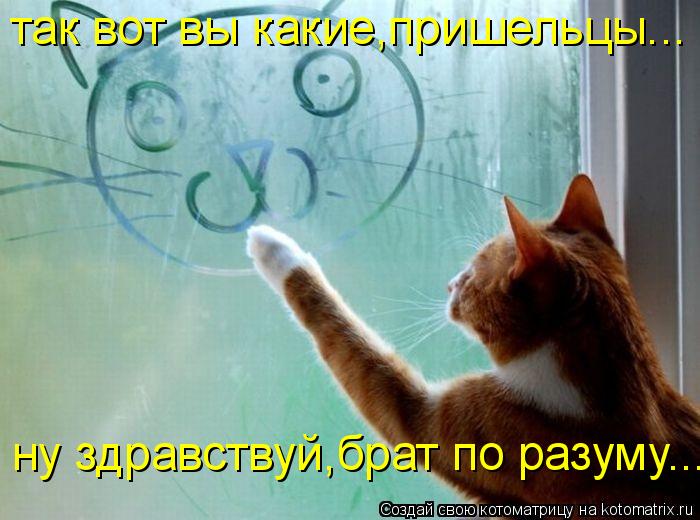 так вот вы какие,пришельцы... ну здравствуй,брат по разуму...... Котоматрица: так вот вы какие,пришельцы... ну здравствуй,брат по разуму...