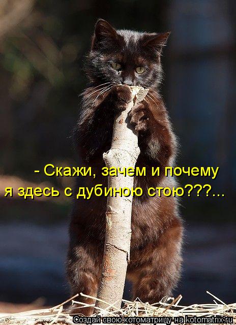- Скажи, зачем и почему я здесь с дубиною стою???...... Котоматрица: - Скажи, зачем и почему я здесь с дубиною стою???...