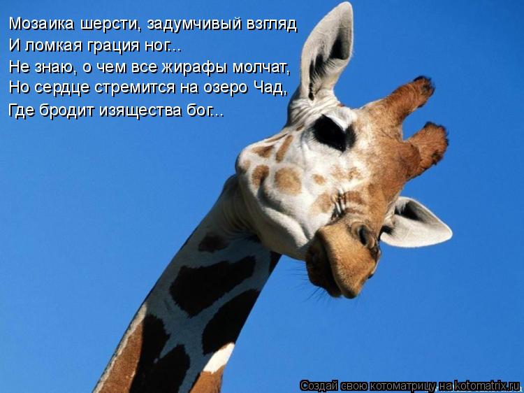Мозаика шерсти, задумчивый взгляд И ломкая грация ног... Не знаю, о чем все жирафы молчат, Но сердце ... Котоматрица: Мозаика шерсти, задумчивый взгляд И ломкая грация ног... Не знаю, о чем все жирафы молчат, Но сердце стремится на озеро Чад, Где бродит изящес