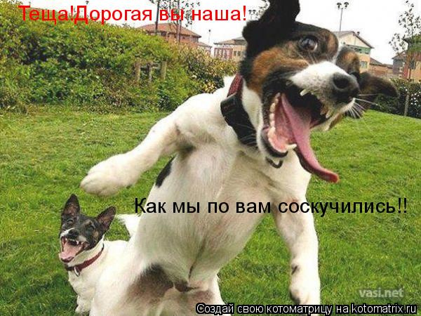 Теща!Дорогая вы наша! Как мы по вам соскучились!!... Котоматрица: Теща!Дорогая вы наша! Как мы по вам соскучились!!
