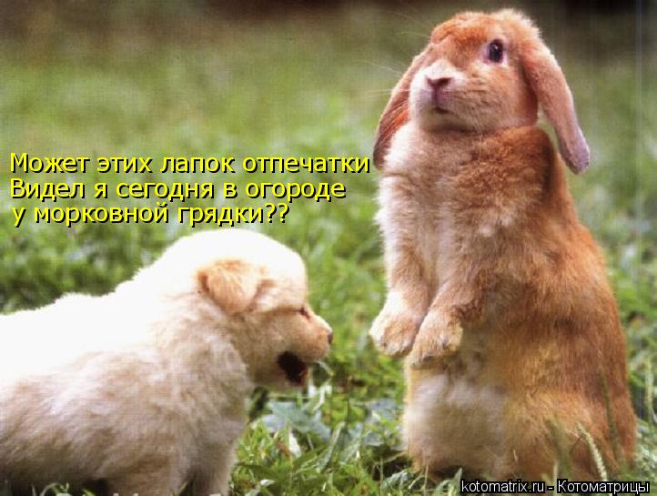 Может этих лапок отпечатки Видел я сегодня в огороде у морковной грядки??... Котоматрица: Может этих лапок отпечатки Видел я сегодня в огороде у морковной грядки??