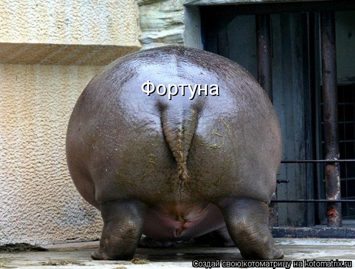 Фортуна... Котоматрица: Фортуна