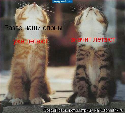 Разве наши слоны уже летают значит летают... Котоматрица: Разве наши слоны уже летают значит летают