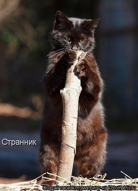 Странник... Котоматрица: Странник