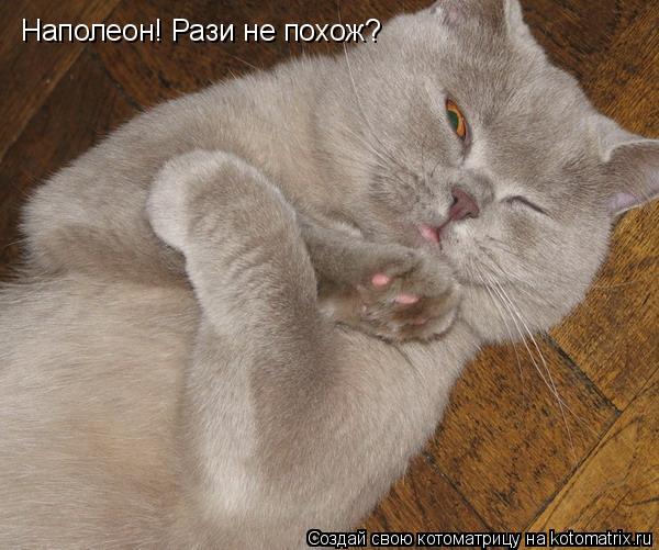 Наполеон! Рази не похож?... Котоматрица: Наполеон! Рази не похож?