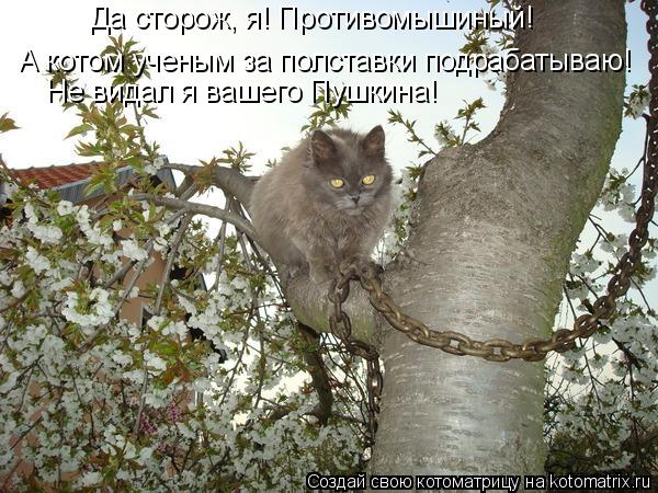 Да сторож, я! Противомышиный! А котом ученым за полставки подрабатываю! Не видал я вашего Пушкина!... Котоматрица: Да сторож, я! Противомышиный! А котом ученым за полставки подрабатываю! Не видал я вашего Пушкина!