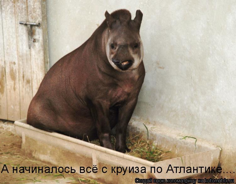 А начиналось всё с круиза по Атлантике....... Котоматрица: А начиналось всё с круиза по Атлантике....