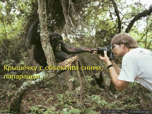 Котоматрица: Крышечку с объектива сними, папарацци...
