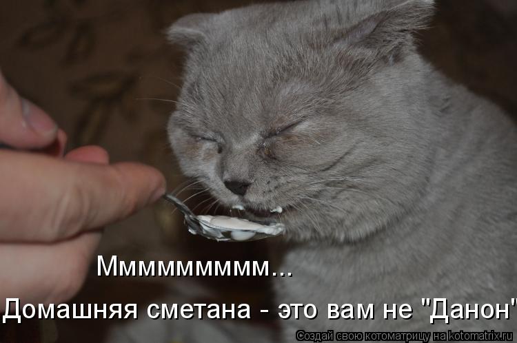 Ммммммммм... Домашняя сметана - это вам не "Данон"... Котоматрица: Ммммммммм... Домашняя сметана - это вам не "Данон"