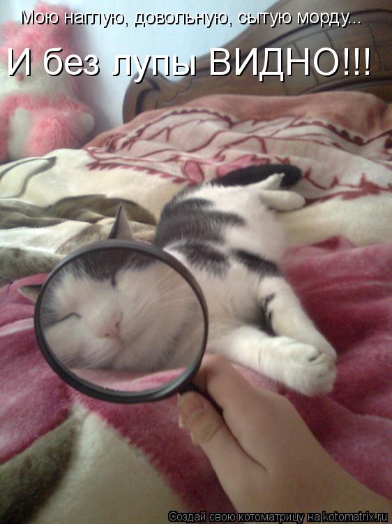 Мою наглую, довольную, сытую морду... И без лупы ВИДНО!!!... Котоматрица: Мою наглую, довольную, сытую морду... И без лупы ВИДНО!!!