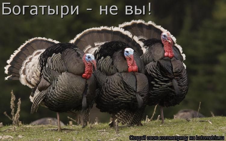 Богатыри - не вы!... Котоматрица: Богатыри - не вы!