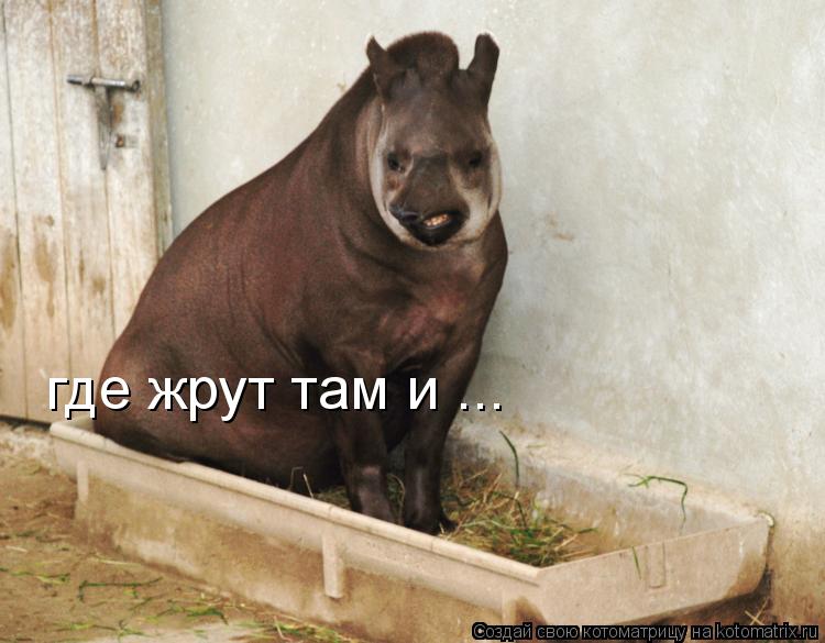 где жрут там и ...... Котоматрица: где жрут там и ...