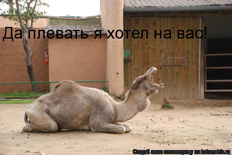 Да плевать я хотел на вас!... Котоматрица: Да плевать я хотел на вас!