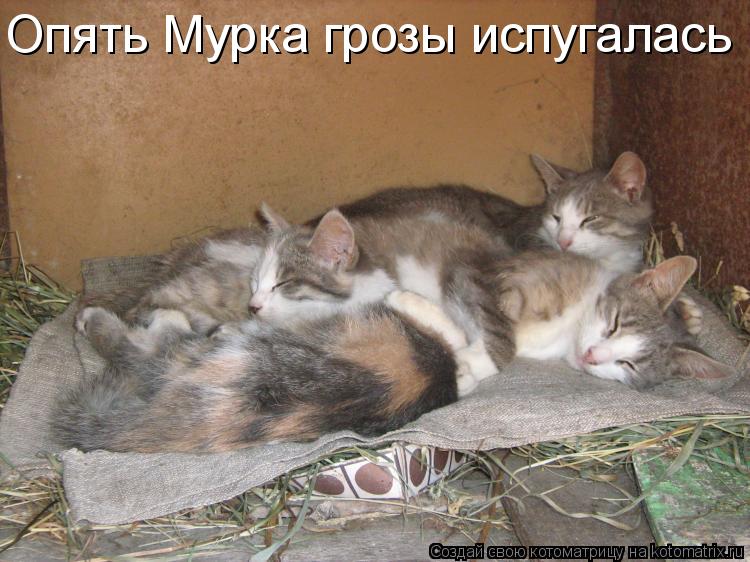 Опять Мурка грозы испугалась... Котоматрица: Опять Мурка грозы испугалась