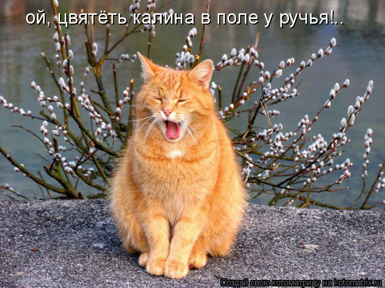 ой, цвятёть калина в поле у ручья!..... Котоматрица: ой, цвятёть калина в поле у ручья!..