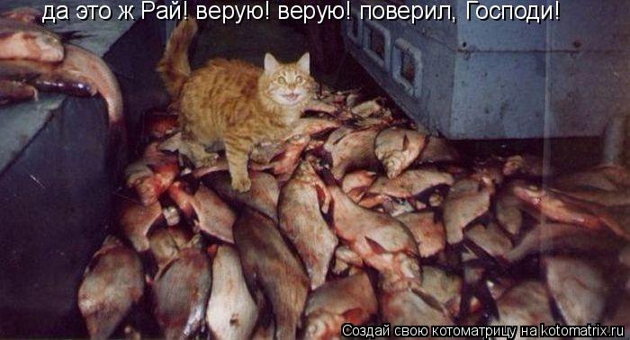 да это ж Рай! верую! верую! поверил, Господи!... Котоматрица: да это ж Рай! верую! верую! поверил, Господи!