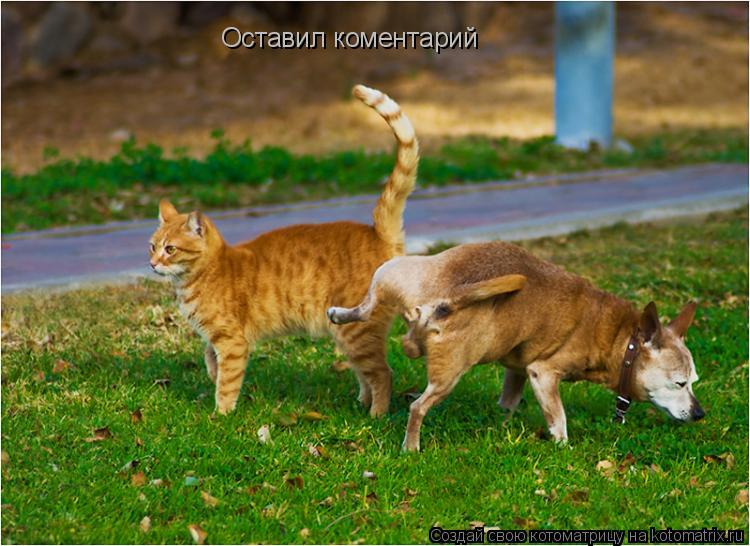 Оставил коментарий... Котоматрица: Оставил коментарий