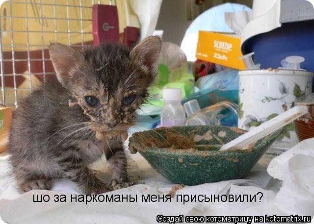 шо за наркоманы меня присыновили?... Котоматрица: шо за наркоманы меня присыновили?
