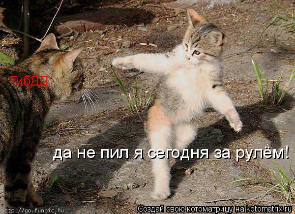 ГибДД да не пил я сегодня за рулём!... Котоматрица: ГибДД да не пил я сегодня за рулём!