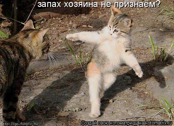 запах хозяина не признаём?... Котоматрица: запах хозяина не признаём?
