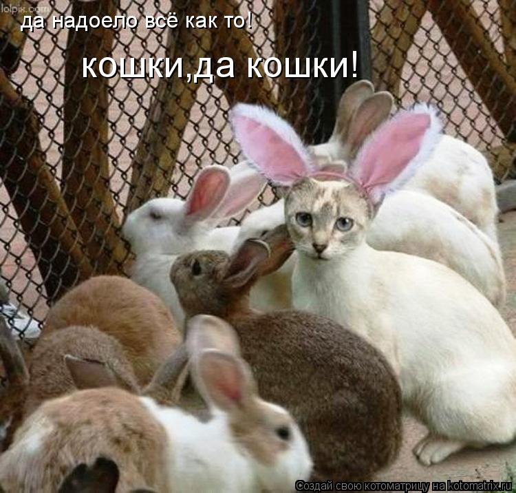да надоело всё как то! кошки,да кошки!... Котоматрица: да надоело всё как то! кошки,да кошки!