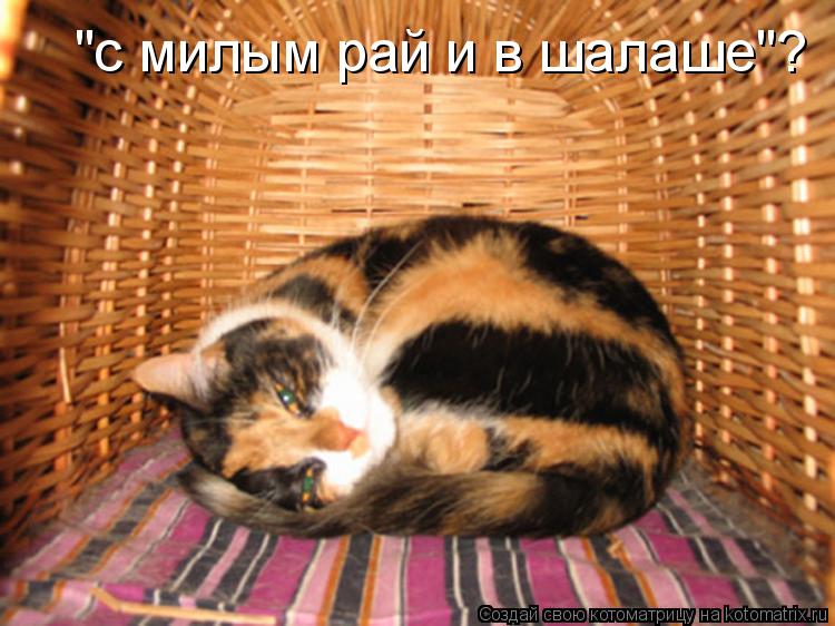 "с милым рай и в шалаше"?... Котоматрица: "с милым рай и в шалаше"?