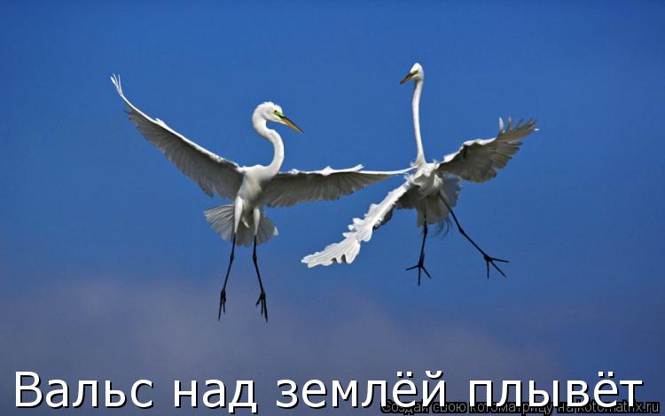 Вальс над землёй плывёт... Котоматрица: Вальс над землёй плывёт