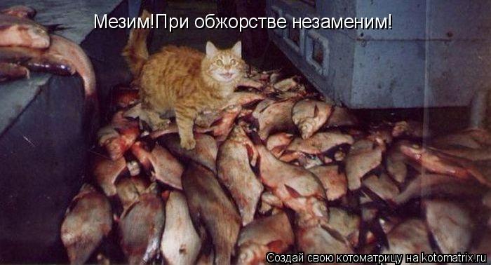 Мезим!При обжорстве незаменим!... Котоматрица: Мезим!При обжорстве незаменим!