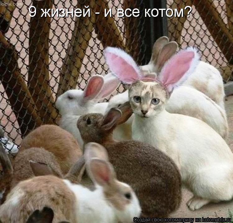 9 жизней - и все котом?... Котоматрица: 9 жизней - и все котом?