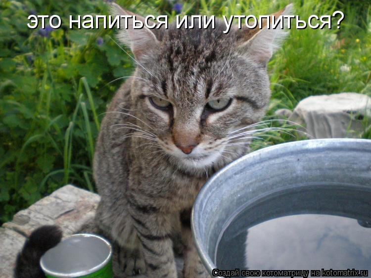 это напиться или утопиться?... Котоматрица: это напиться или утопиться?