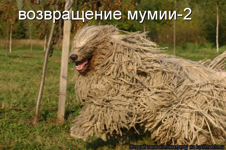 возвращение мумии-2... Котоматрица: возвращение мумии-2