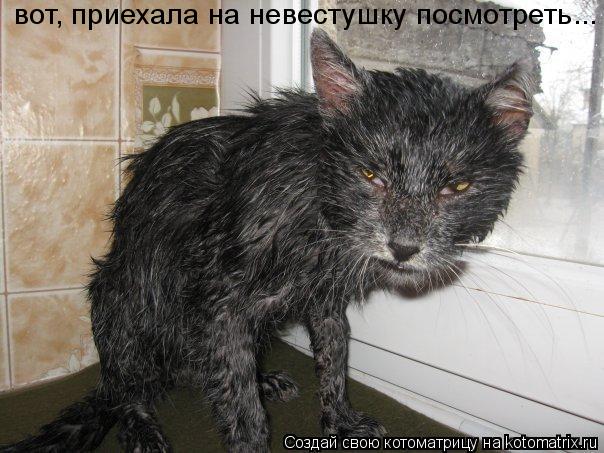 вот, приехала на невестушку посмотреть...... Котоматрица: вот, приехала на невестушку посмотреть...
