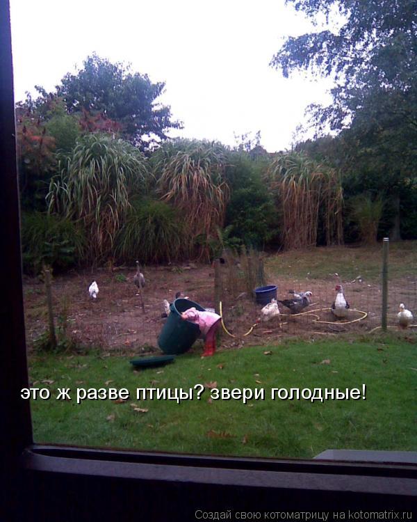это ж разве птицы? звери голодные!... Котоматрица: это ж разве птицы? звери голодные!