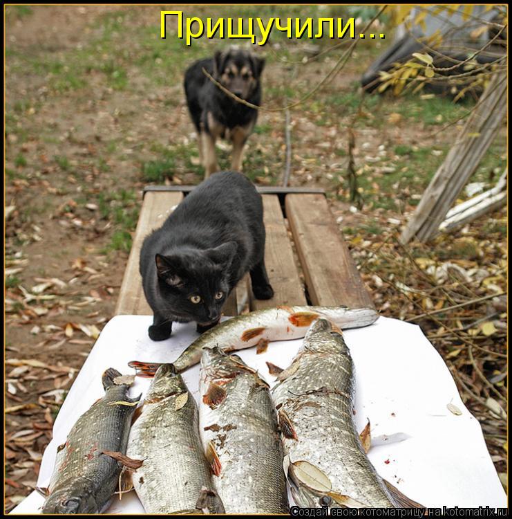 Прищучили...... Котоматрица: Прищучили...