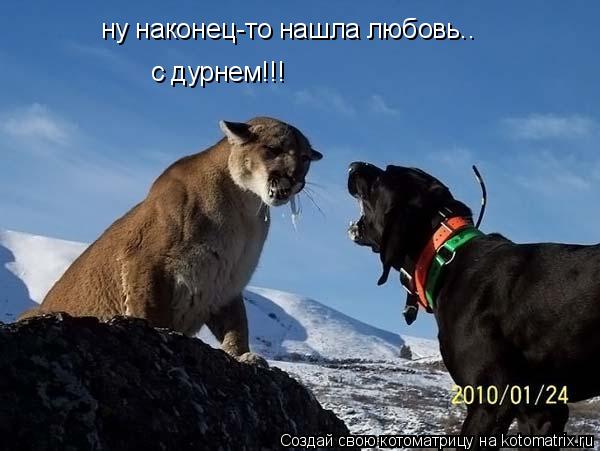 ну наконец-то нашла любовь.. ну наконец-то нашла любовь.. с дурнем!!! с дурнем!!! э ты че??... Котоматрица: ну наконец-то нашла любовь.. ну наконец-то нашла любовь.. с дурнем!!! с дурнем!!! э ты че??