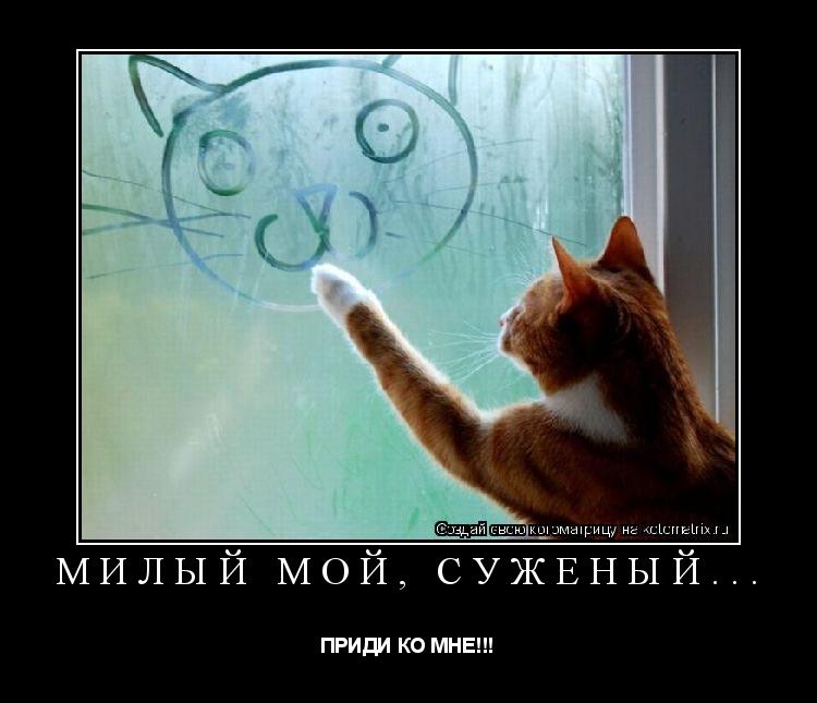 МИЛЫЙ МОЙ, СУЖЕНЫЙ... ПРИДИ КО МНЕ!!!... Котоматрица: МИЛЫЙ МОЙ, СУЖЕНЫЙ... ПРИДИ КО МНЕ!!!