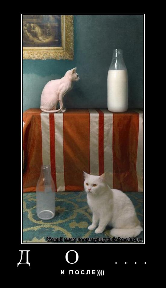 Д О .... И П О С Л Е ))))... Котоматрица: Д О .... И П О С Л Е ))))