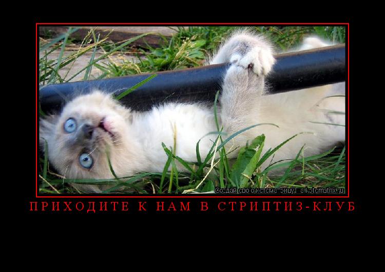 Котоматрица: Приходите к нам в стриптиз-клуб 