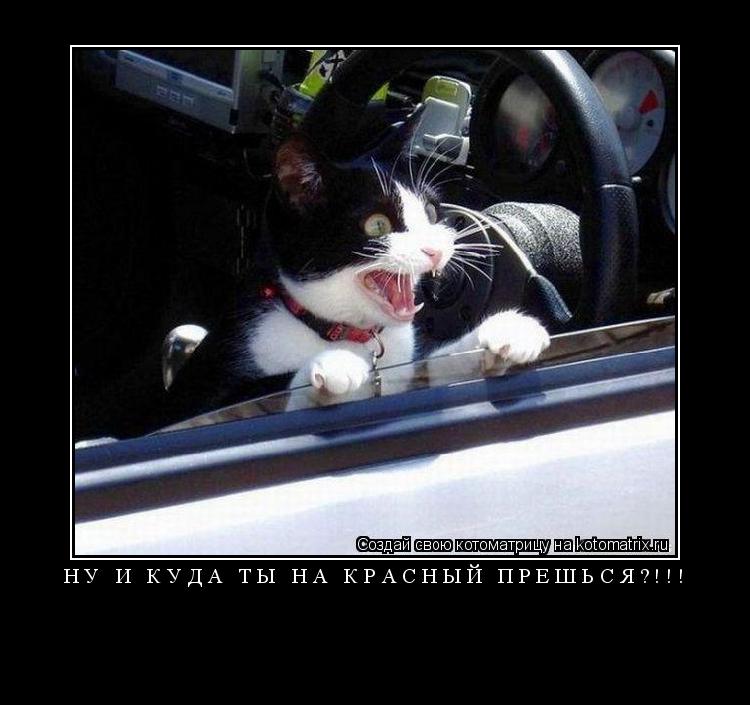 НУ И КУДА ТЫ НА КРАСНЫЙ ПРЕШЬСЯ?!!! ... Котоматрица: НУ И КУДА ТЫ НА КРАСНЫЙ ПРЕШЬСЯ?!!!