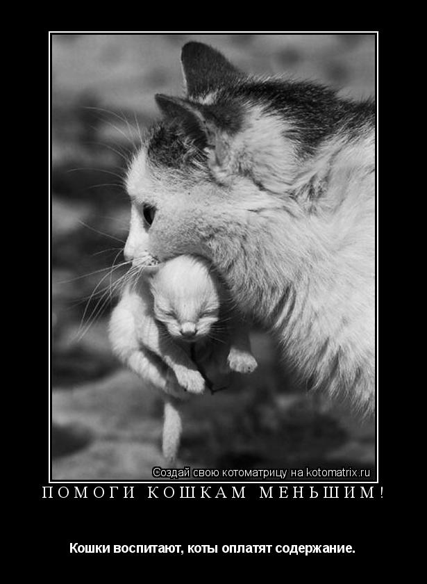 Помоги кошкам меньшим! Кошки воспитают, коты оплатят содержание.... Котоматрица: Помоги кошкам меньшим! Кошки воспитают, коты оплатят содержание.